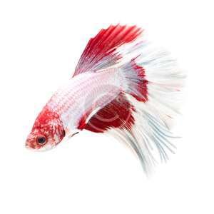 Siamese Fighting Fish, White