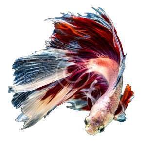 Delta Fighting Fish