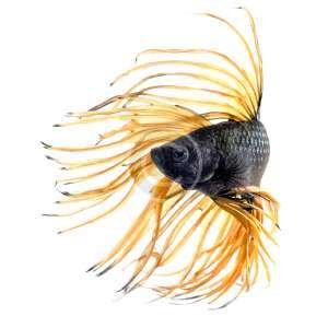 Crowntail Betta Fish