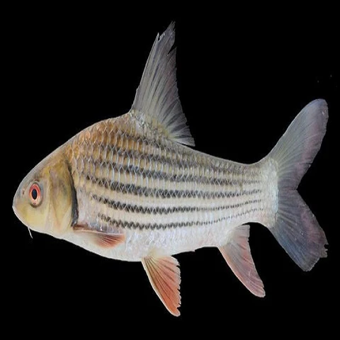 JullienGoldenCarp_large_crop_center