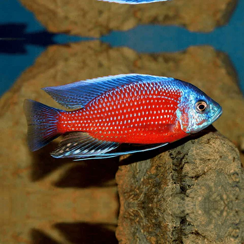 RedKadangoCichlid_large_crop_center
